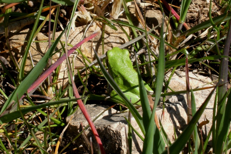 Hyla sarda